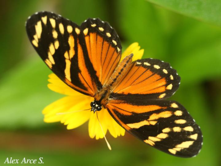 Eresia ithomioides alsina
