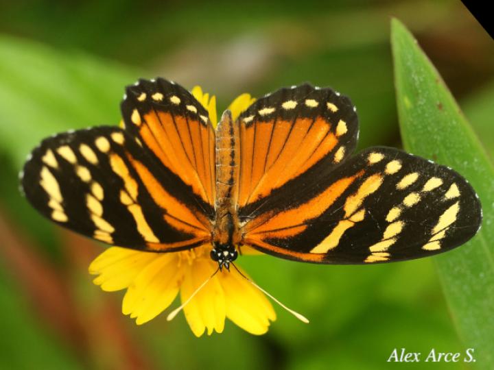 Eresia ithomioides alsina