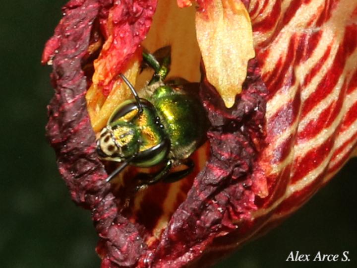 Euglossa ignita