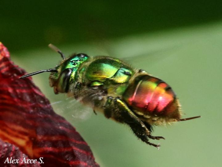 Euglossa ignita