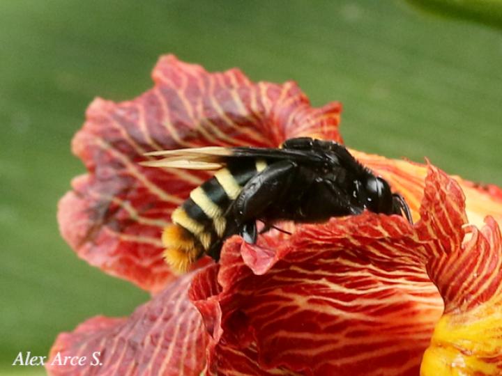Eulaema bombiformis