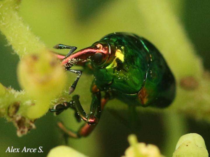 Eurhinus magnificus