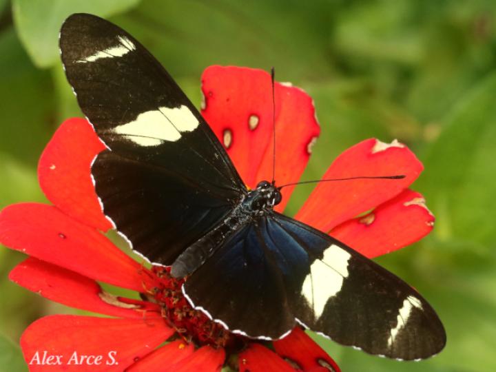 Heliconius sara fulgidus