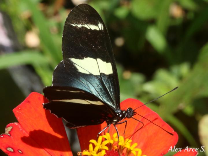 Heliconius sara fulgidus