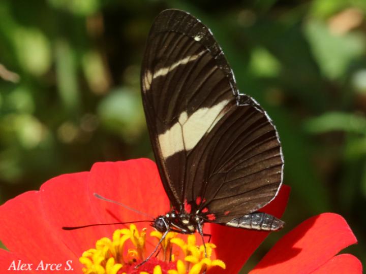 Heliconius sara fulgidus