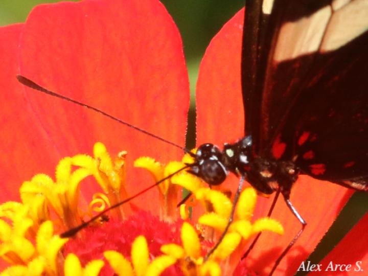Heliconius sara fulgidus