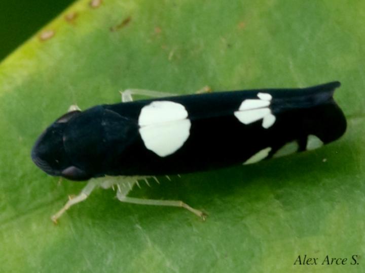Juliaca satelles