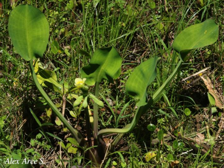 Limnocharis flava