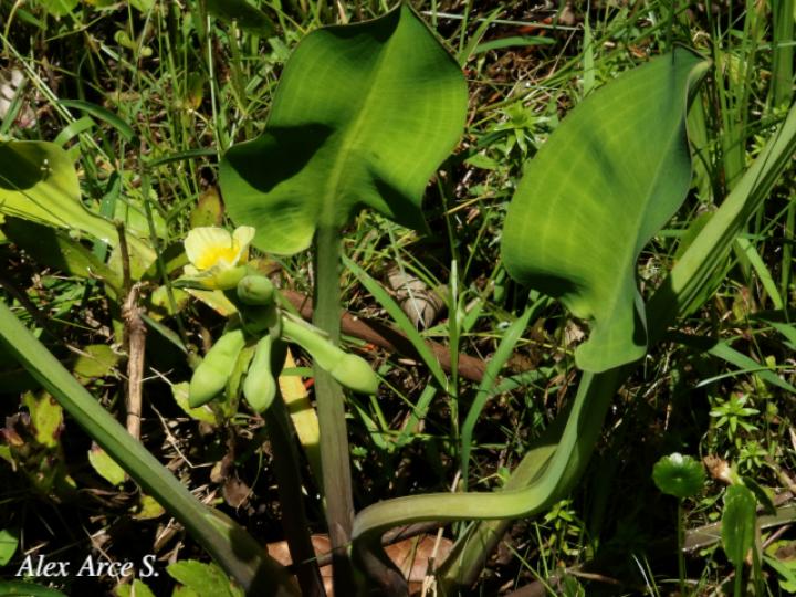 Limnocharis flava