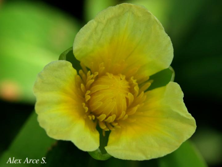 Limnocharis flava