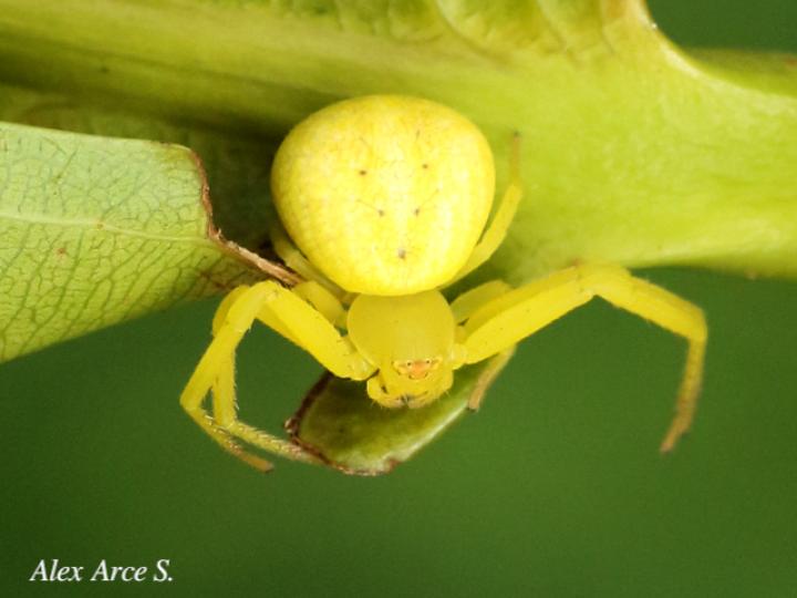 Misumena vatia (Araña cangrejo)
