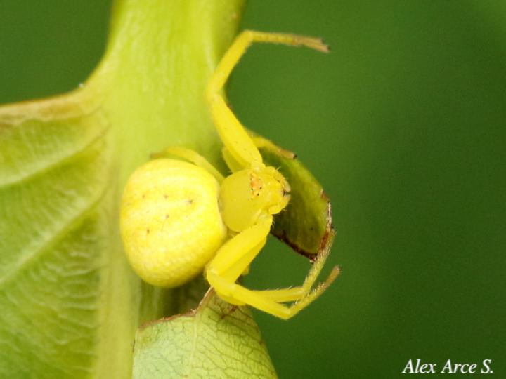 Misumena vatia (Araña cangrejo)
