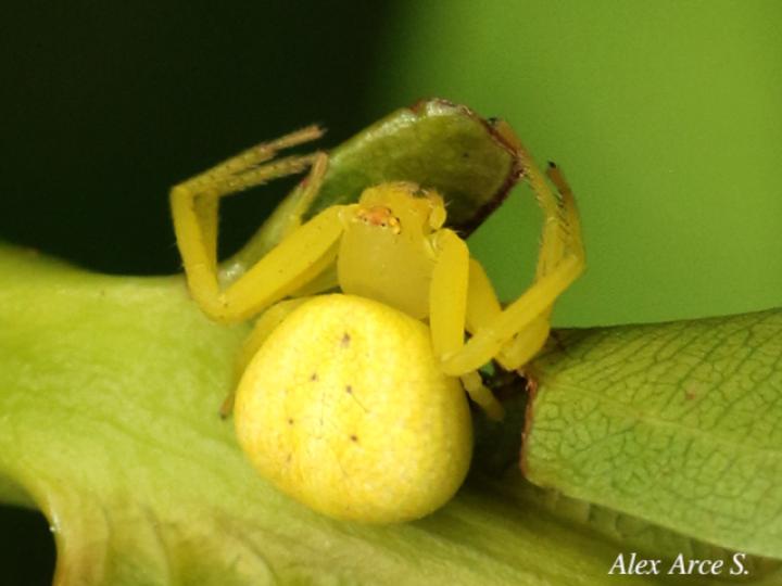 Misumena vatia (Araña cangrejo)