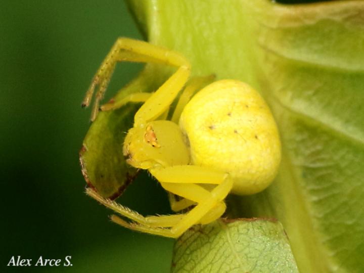 Misumena vatia (Araña cangrejo)