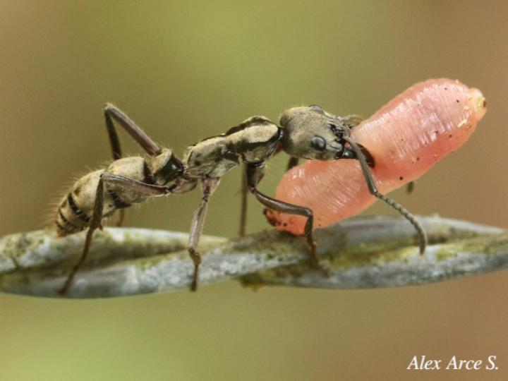 Neoponera villosa