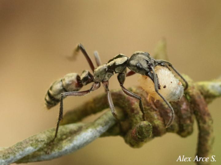 Neoponera villosa