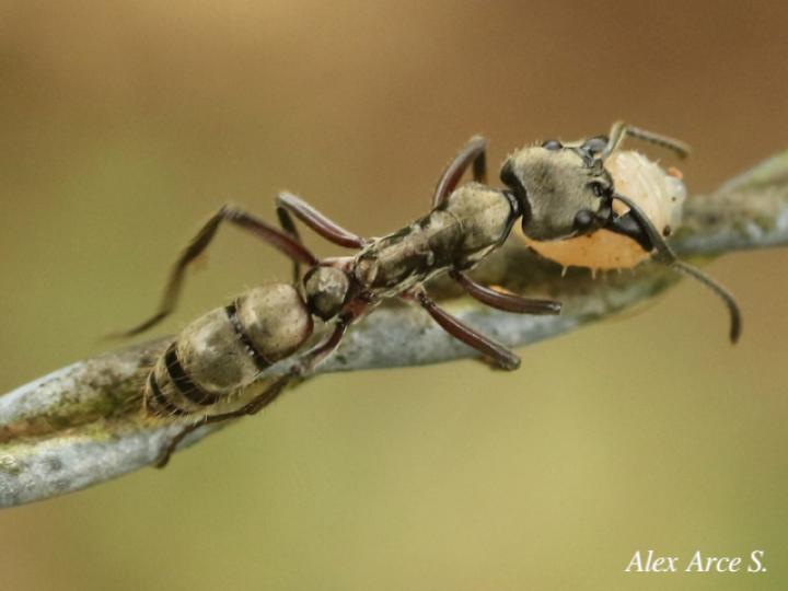Neoponera villosa