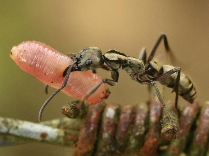 Neoponera villosa