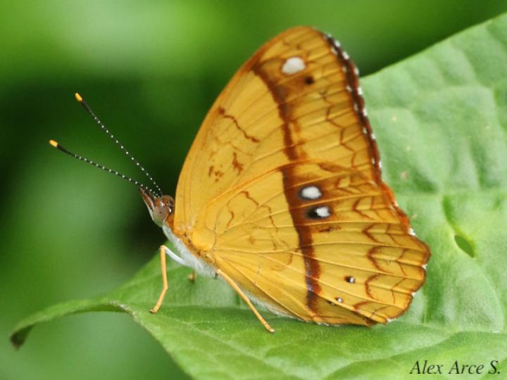 Nica flavilla