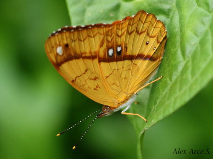 Nica flavilla