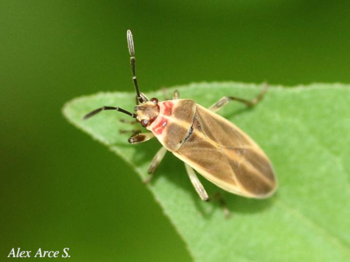 Ochrimnus pallescens