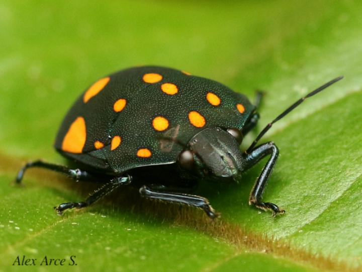 Pachycoris torridus