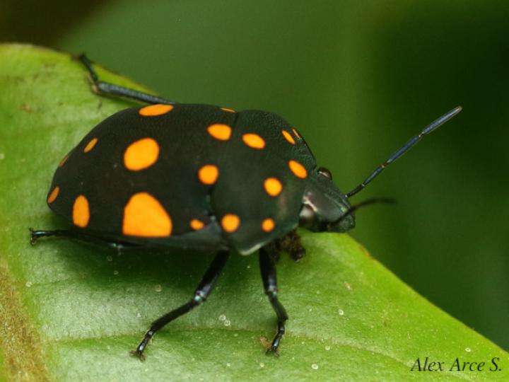 Pachycoris torridus