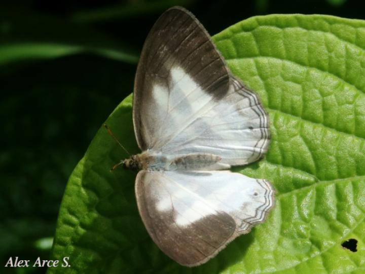 Pareuptychia metaleuca (Sátiro de una banda)