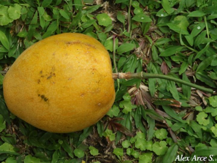 Passiflora ambigua