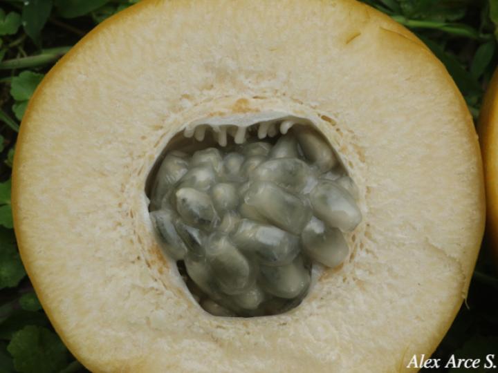 Passiflora ambigua