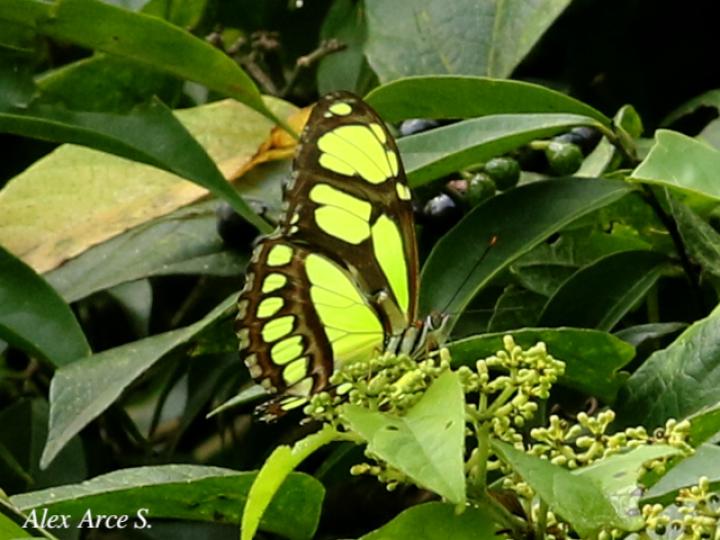 Philaethria diatonica