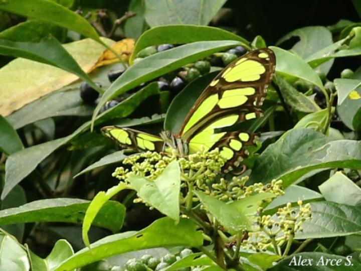 Philaethria diatonica