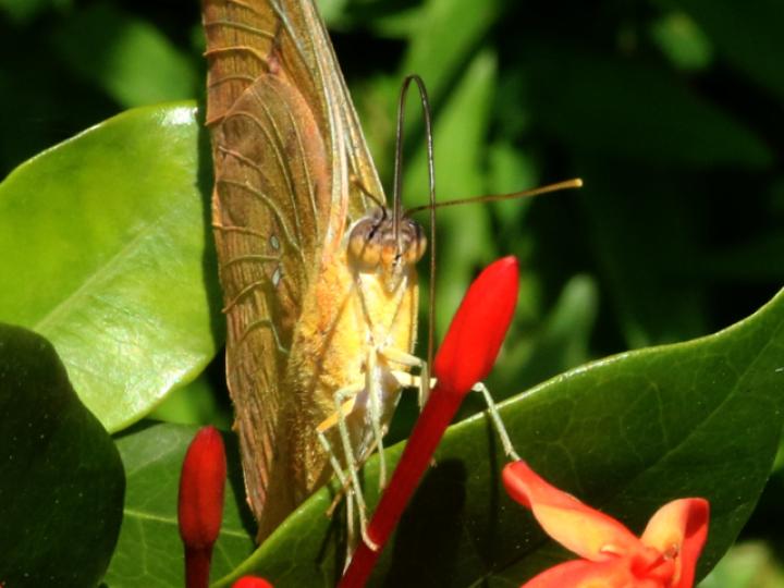 Phoebis philea philea (Mariposa azufre de bandas naranja)