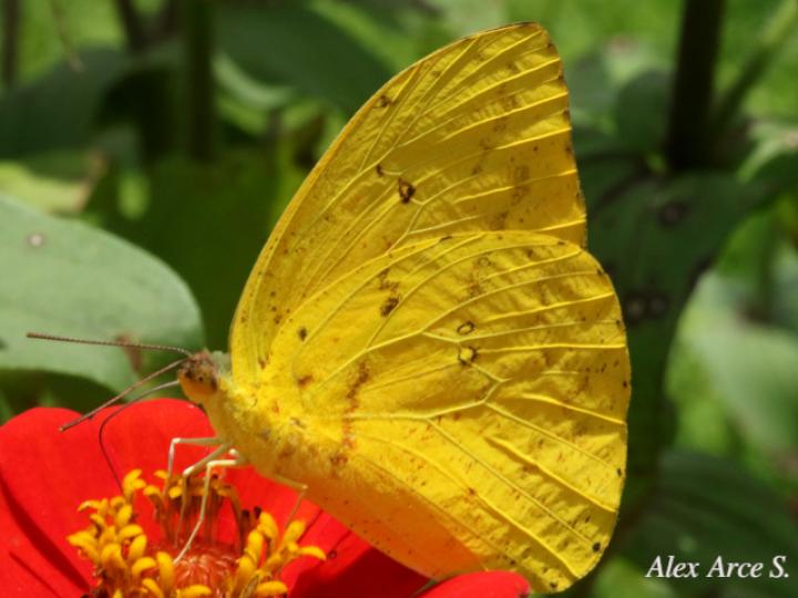 Phoebis philea philea (Mariposa azufre de bandas naranja)