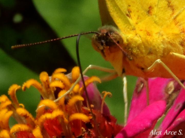 Phoebis philea philea (Mariposa azufre de bandas naranja)