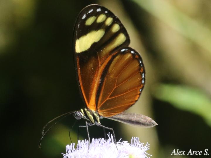 Pteronymia aletta