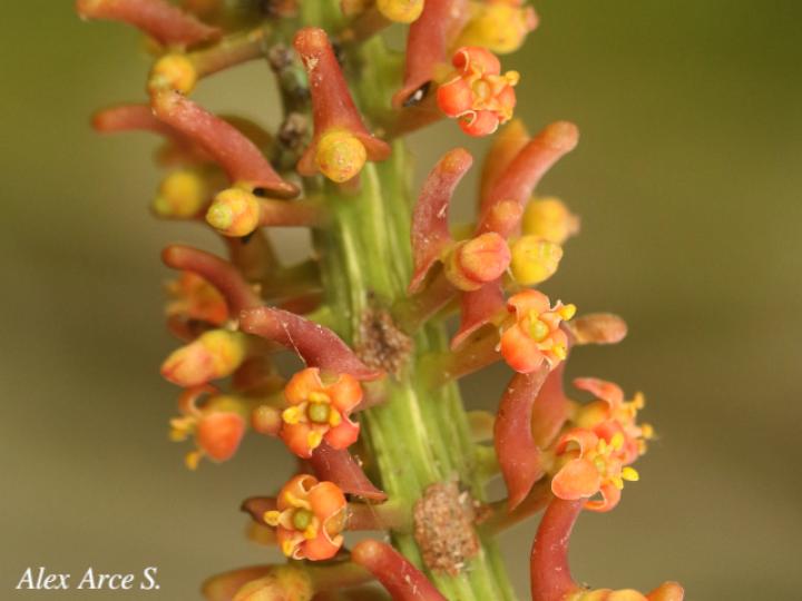 Souroubea loczyi