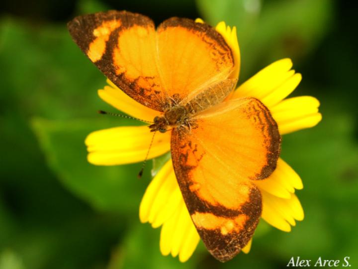 Tegosa anieta anieta
