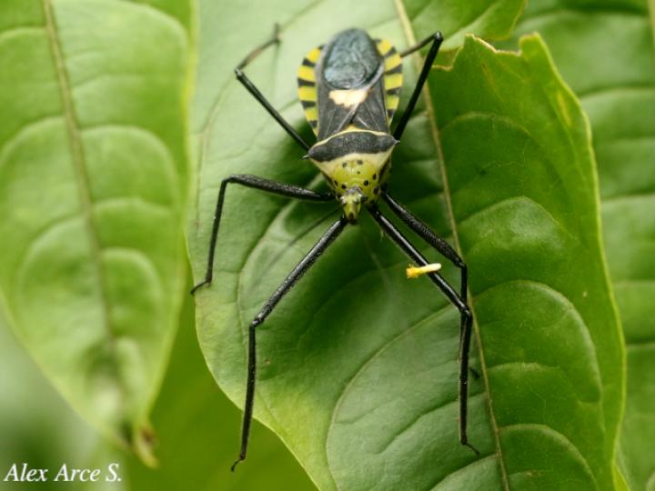 Zelus armillatus