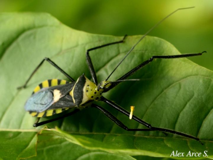 Zelus armillatus