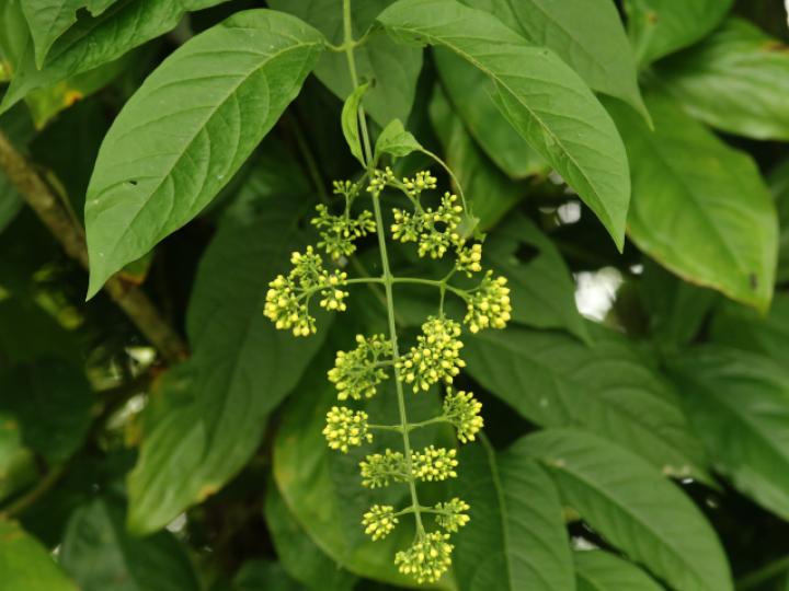 Aegiphila laevis