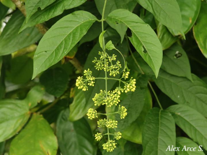 Aegiphila laevis