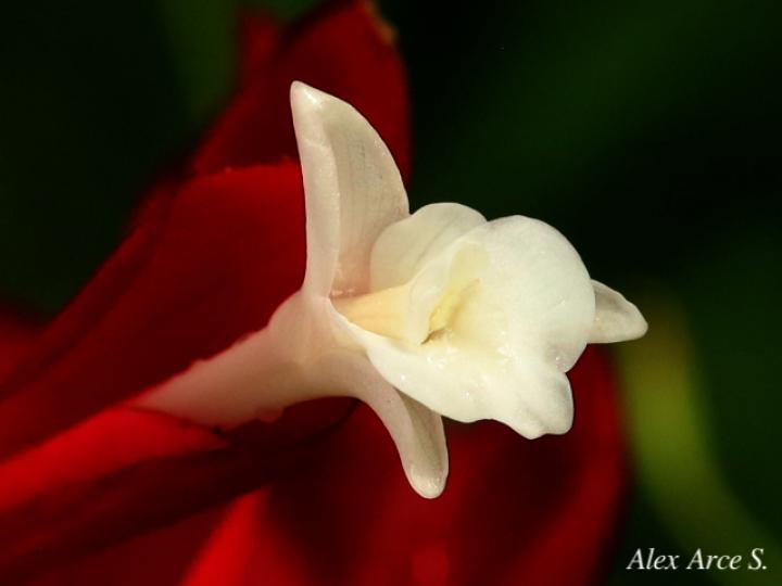Alpinia purpurata (Ginger)
