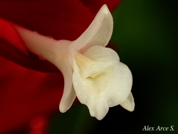 Alpinia purpurata (Ginger)