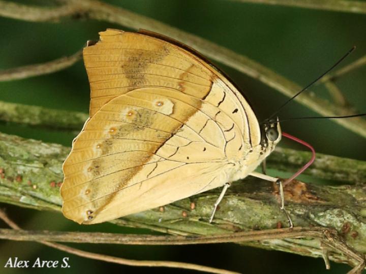 Archaeoprepona amphimachus