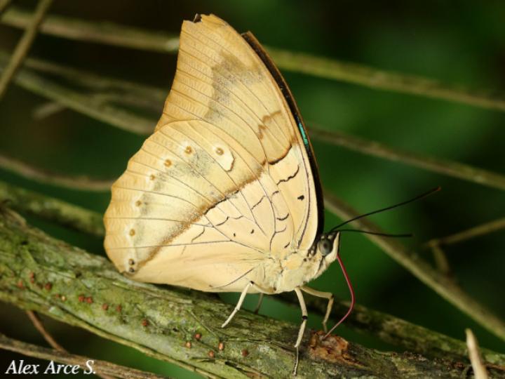 Archaeoprepona amphimachus