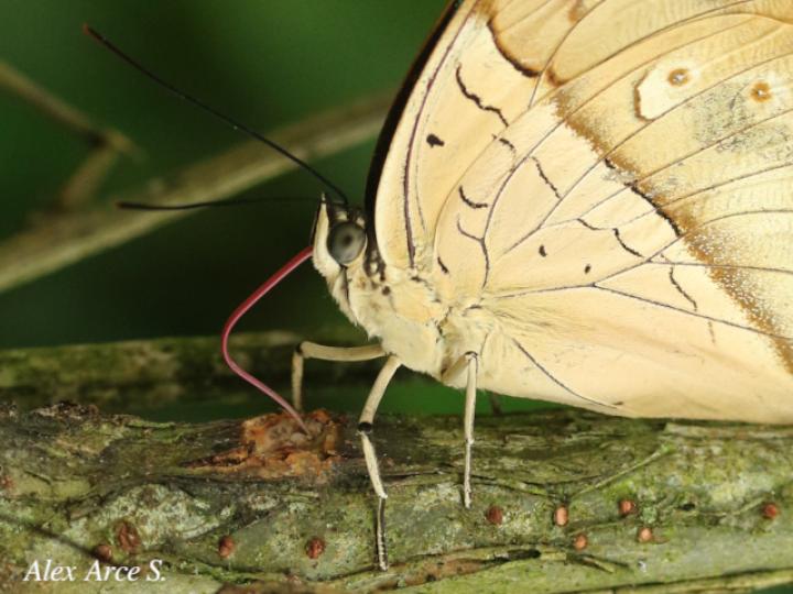 Archaeoprepona amphimachus