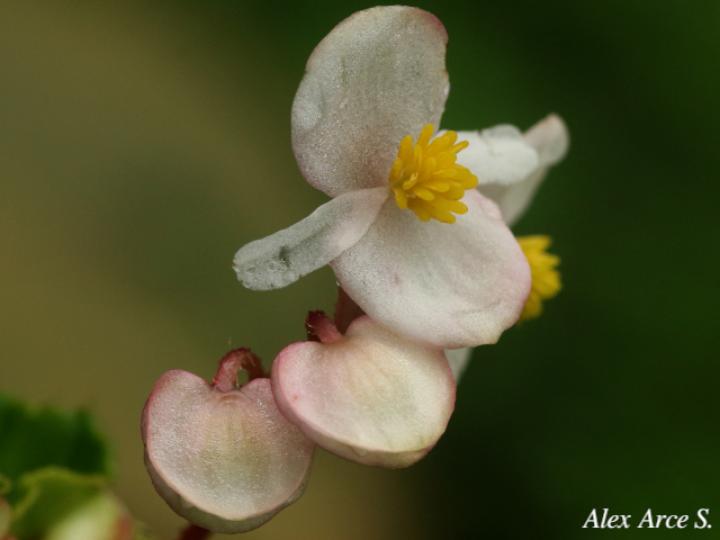 Begonia fischeri