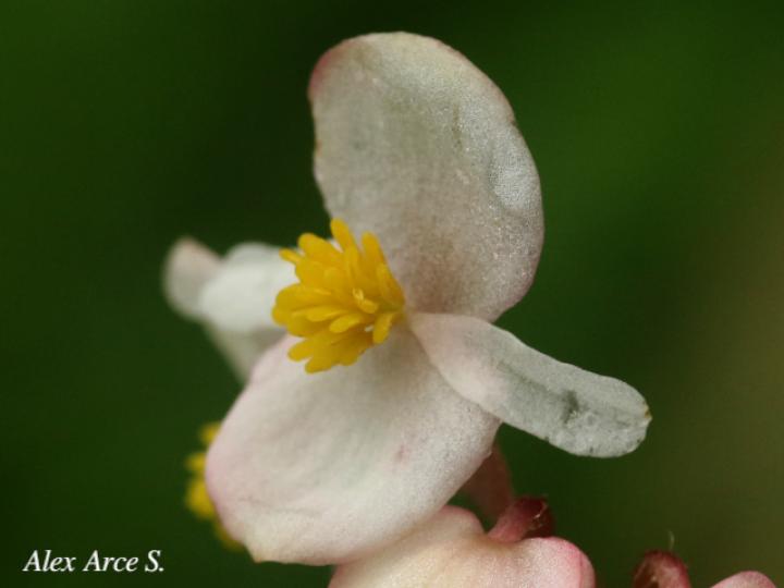 Begonia fischeri