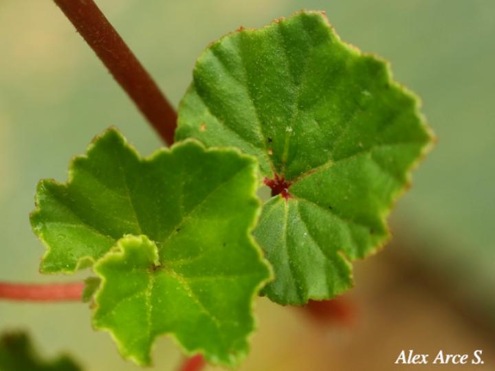 Begonia fischeri